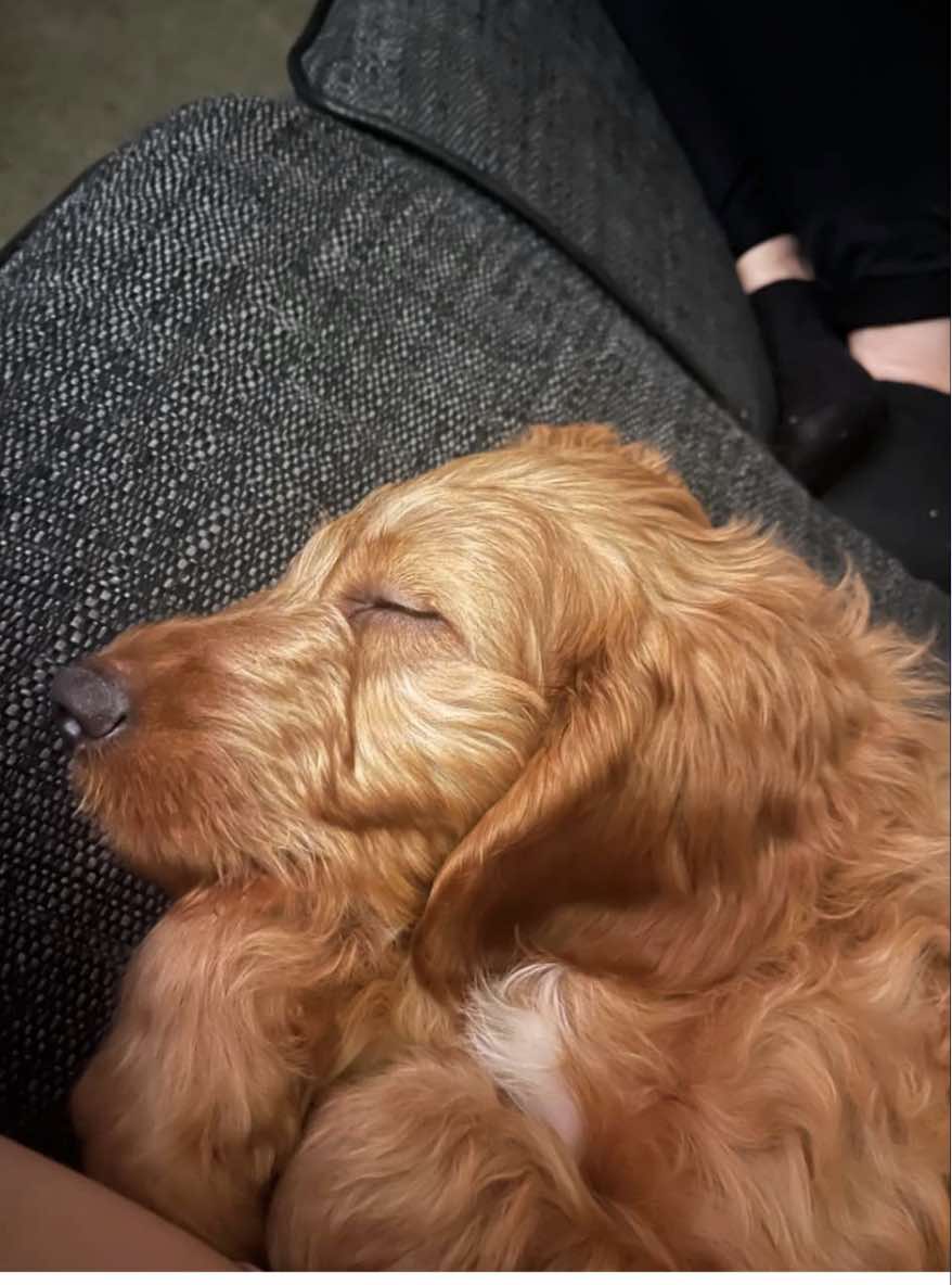 A Well-Deserved Bonus & A New Puppy: The Perks of Being an Employee-Owned Company at Lakeland Care
